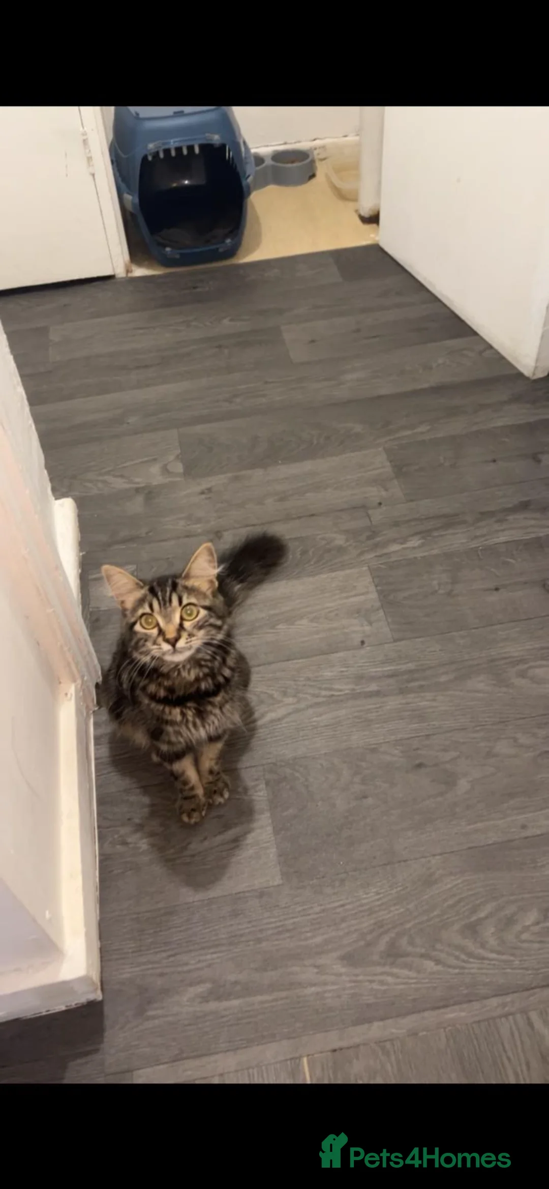 Mixed Breed cats for sale: Mane coin X Domestic long hair  - Advert 1
