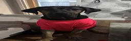 Cane Corso dogs for adoption: Rocko loving home wanted  - Advert 5