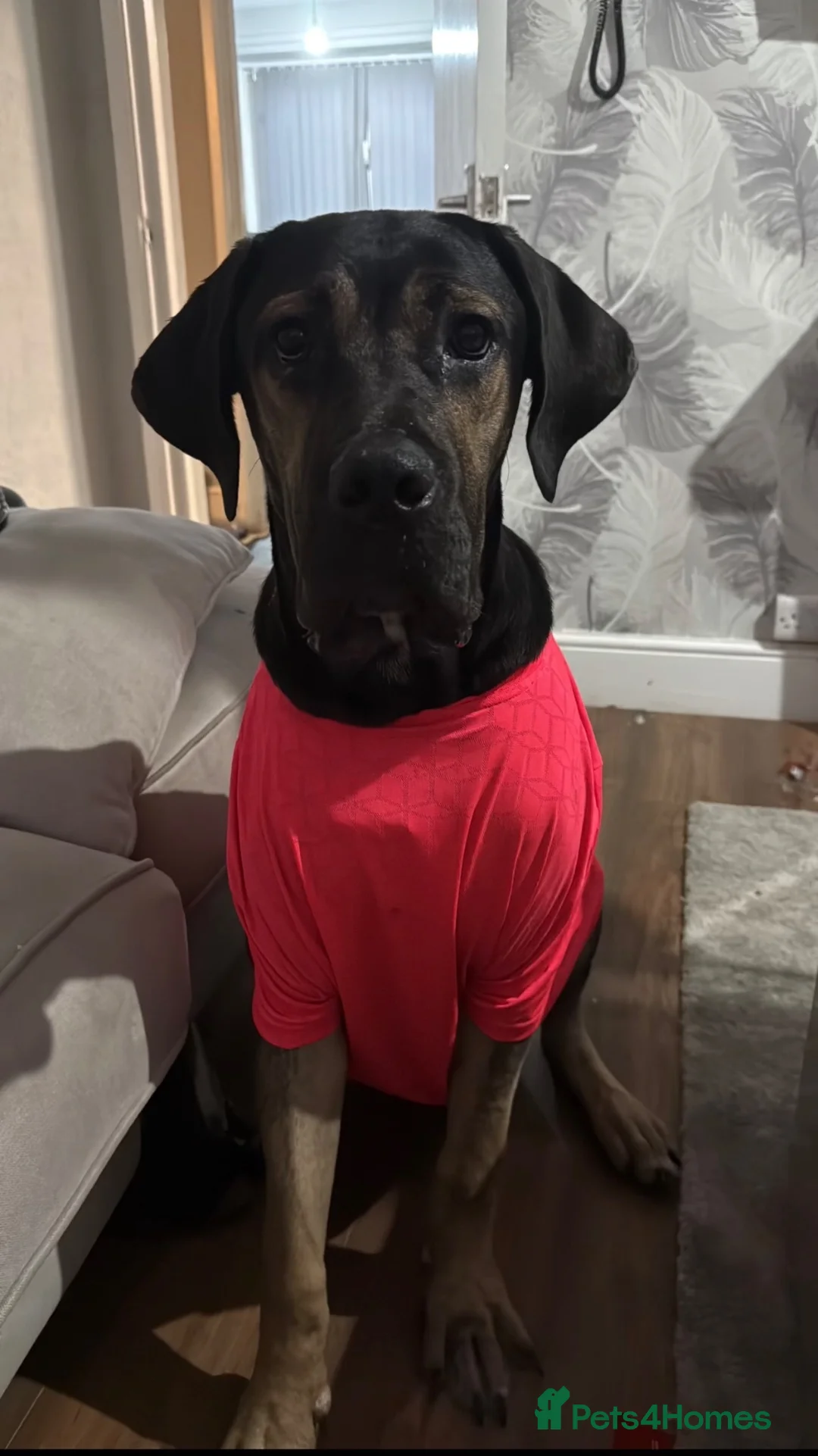 Cane Corso dogs for adoption: Rocko loving home wanted  - Advert 5