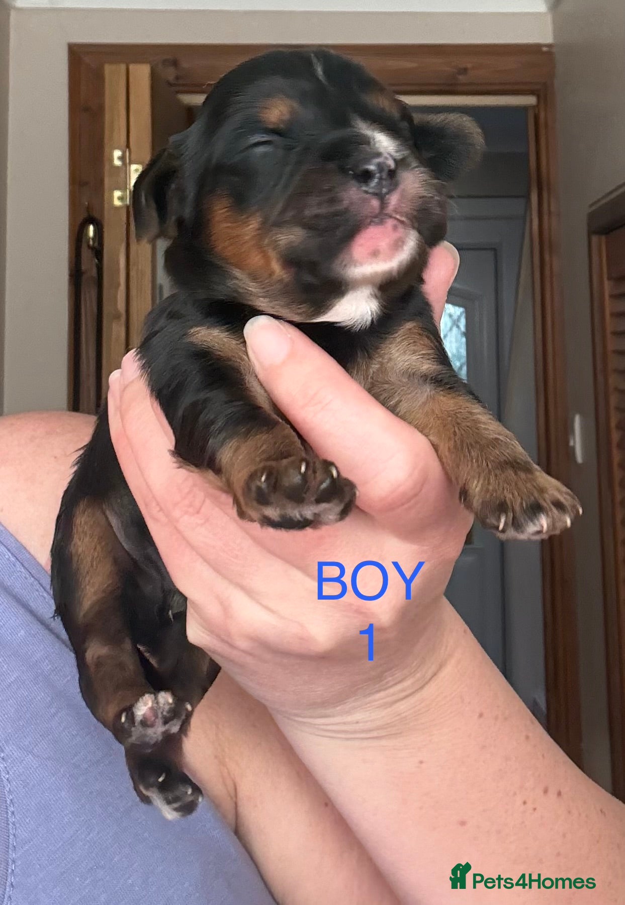 Mixed Breed dogs F1 Lhasaliers ✨ - Advert 1