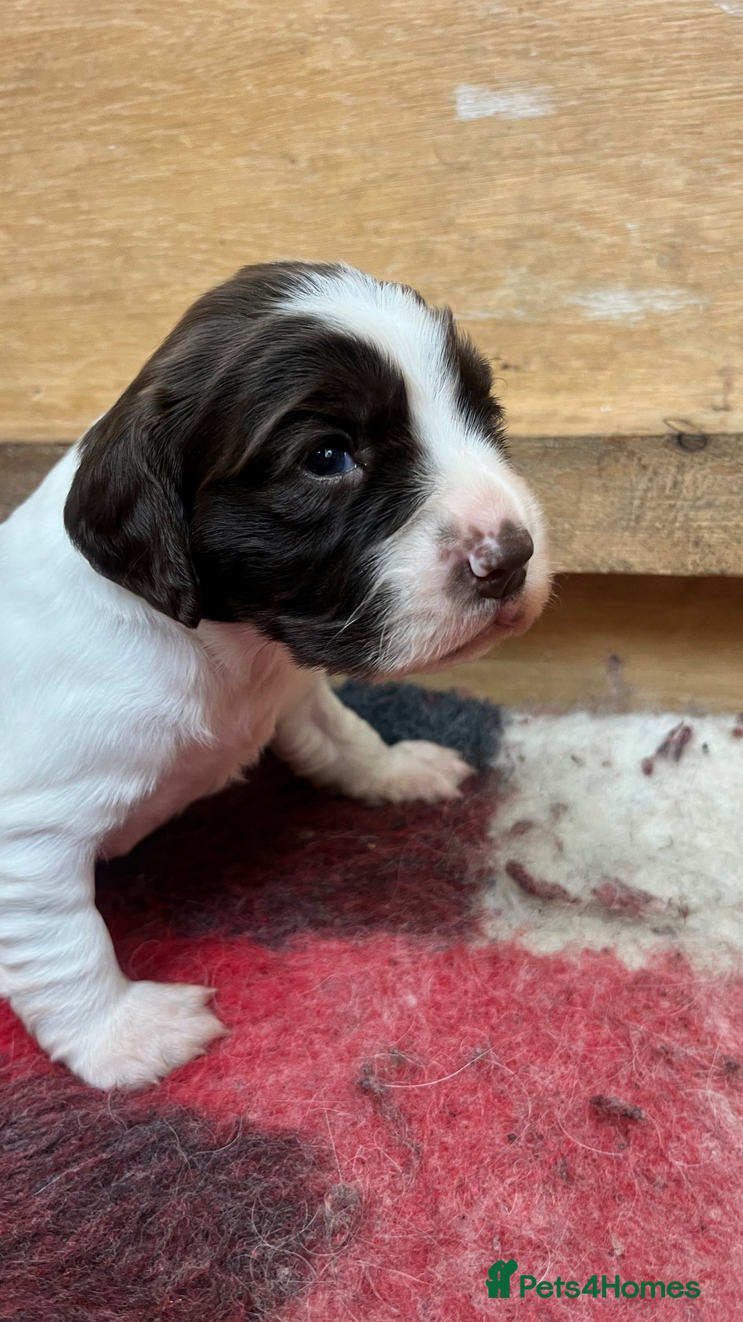 English Springer Spaniel dogs for sale: ENGLISH SPRINGER SPANIELS - Image 5