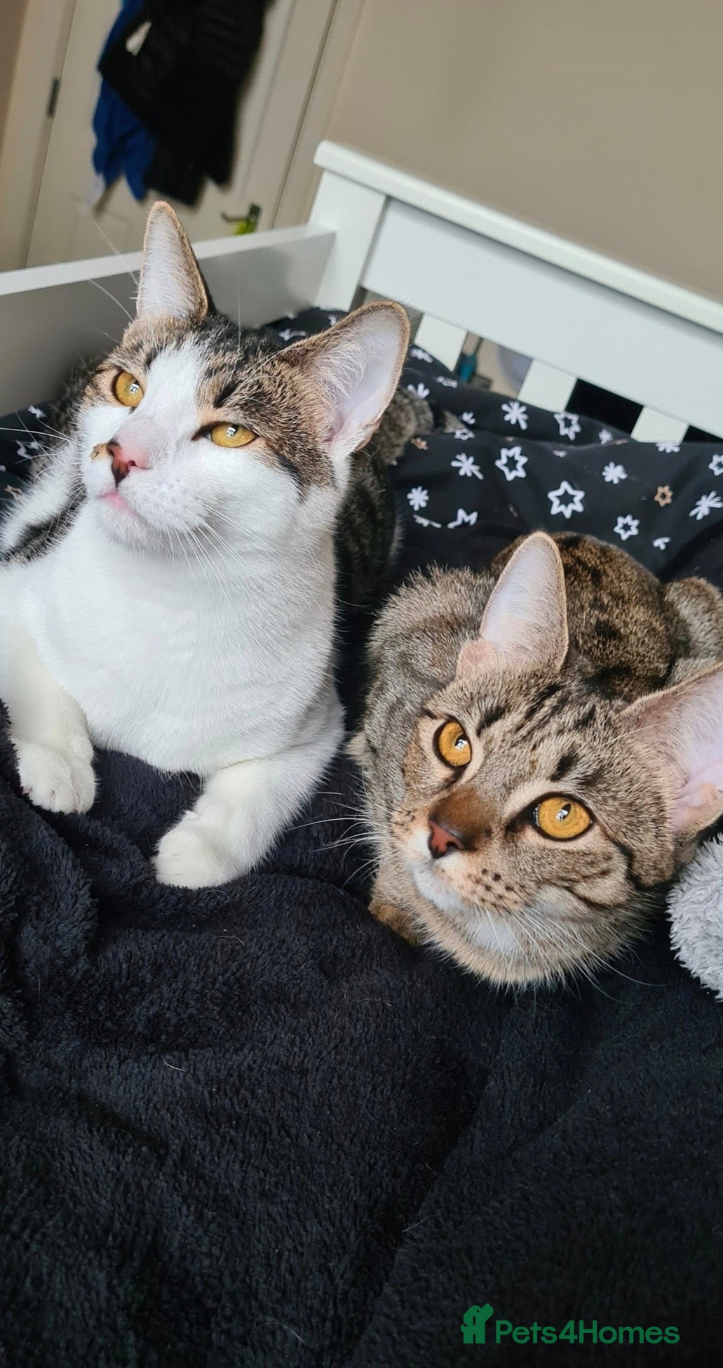 Mixed Breed cats Oreo and Luna - Advert 1