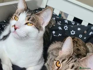 Mixed Breed cats Oreo and Luna - Advert 18