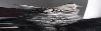 Maine Coon Kitten 3