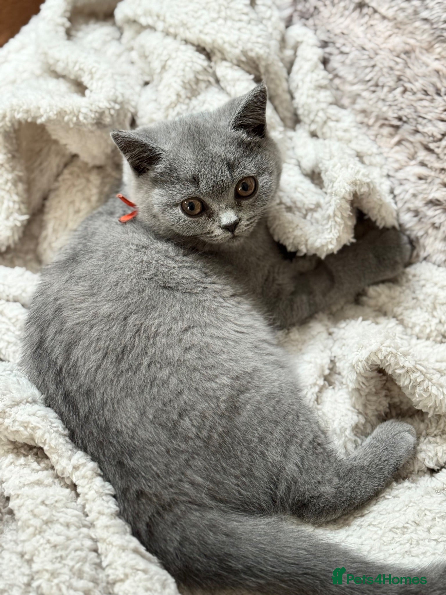 British Shorthair cats Last girl remaining - Beautiful British Blue - Advert 14