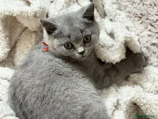 British Shorthair cats Last girl remaining - Beautiful British Blue - Advert 14