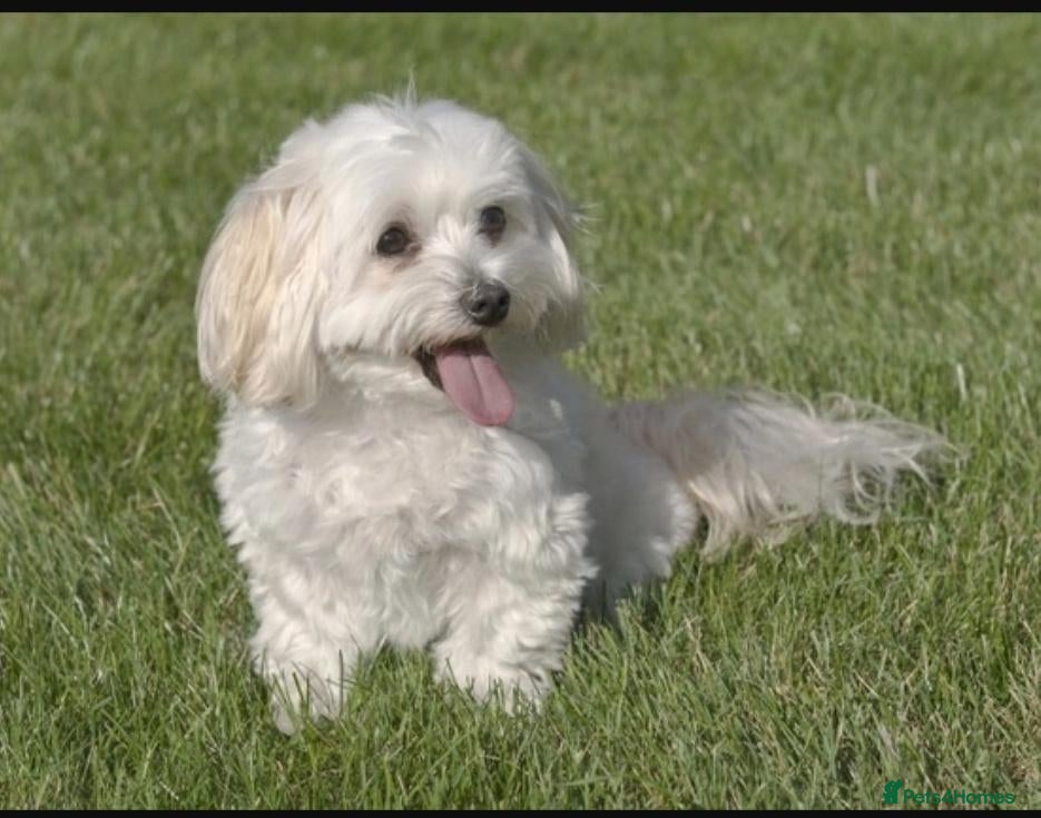 Maltipoo dogs My adorable, Lovely Maltipoo Puppy  - Advert 8