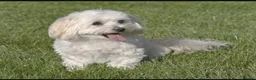 Maltipoo dogs for sale: My adorable, Lovely Maltipoo Puppy  in Leicester - Advert 1
