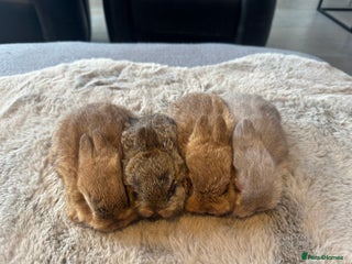 Mixed Breed rabbits Lion Head and Netherlands Dwarf mixed - Advert 1