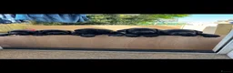 Springador dogs for sale: Springador puppies  in Camelford - Advert 2