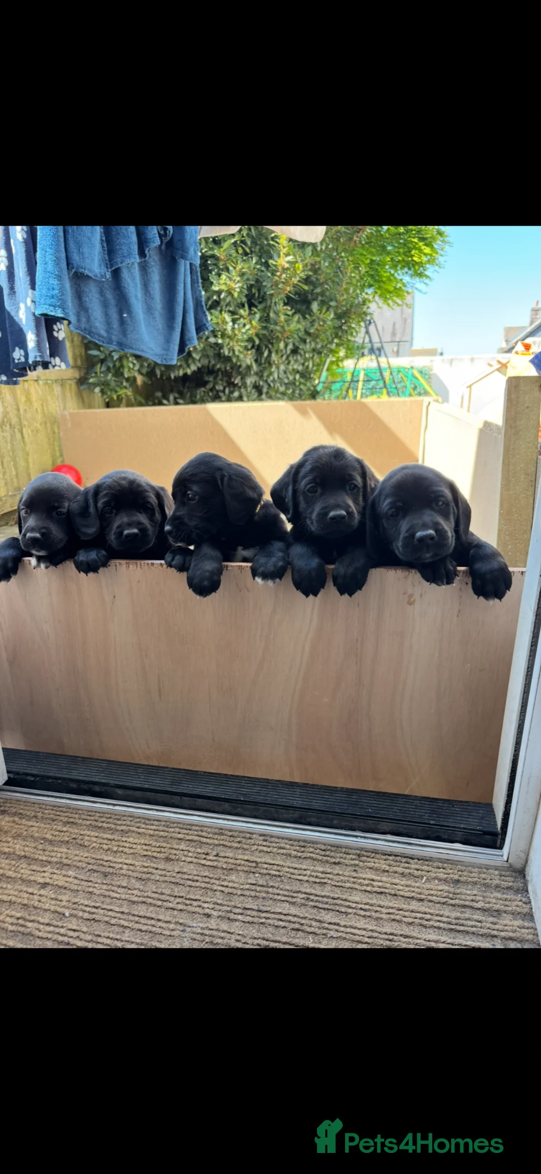 Springador dogs for sale: Springador puppies  in Camelford - Advert 2
