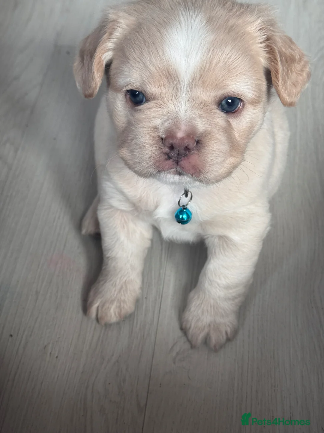 French Bulldog dogs for sale: Full fluffy male frenchie in Dunfermline - Advert 2