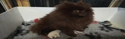 Pomeranian dogs for sale:  Beautiful Pomeranian Girls  - Advert 2