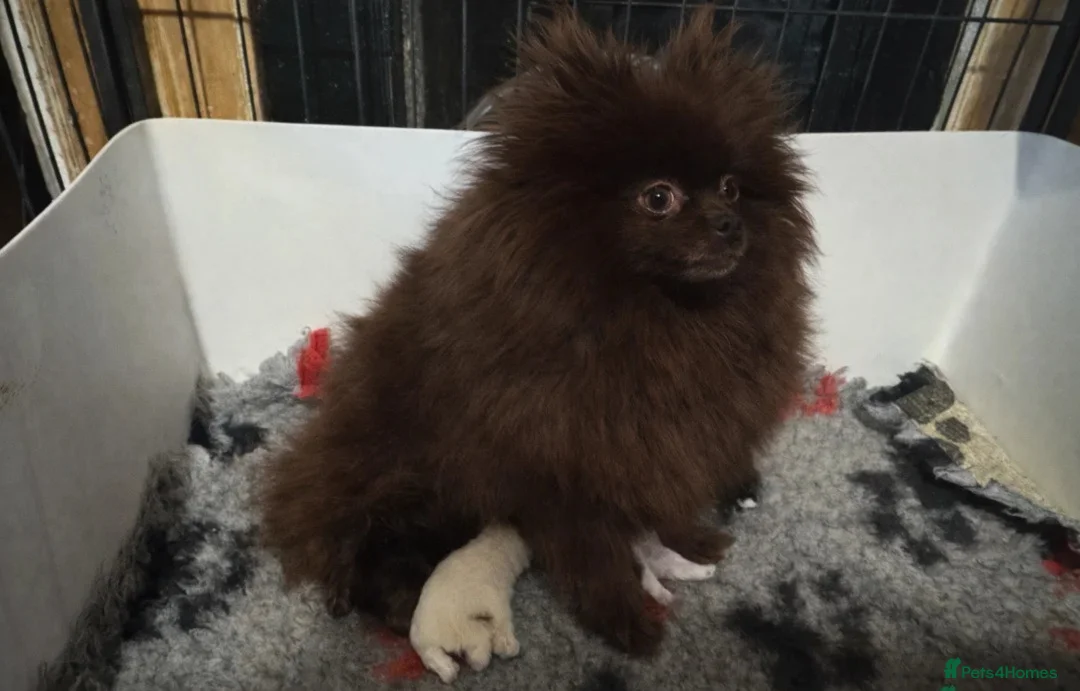 Pomeranian dogs for sale:  Beautiful Pomeranian Girls  - Advert 2