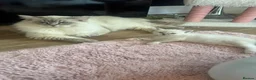 Ragdoll cats for sale: BOYS BOYS BOYS  - Advert 24