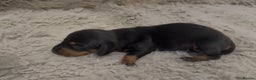 Miniature Dachshund dogs for sale: Beutiful mini dachshund pups  - Advert 3