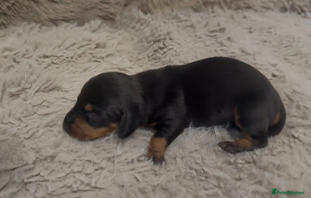 Miniature Dachshund dogs for sale: Beutiful mini dachshund pups  - Advert 3