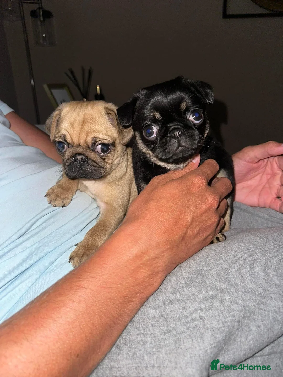 Pug dogs for stud: 🐾Handsome Pug Stud Available🐾 - Advert 6