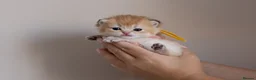British Shorthair cats for sale: Golden Blue and Golden BSH kittens - Advert 17