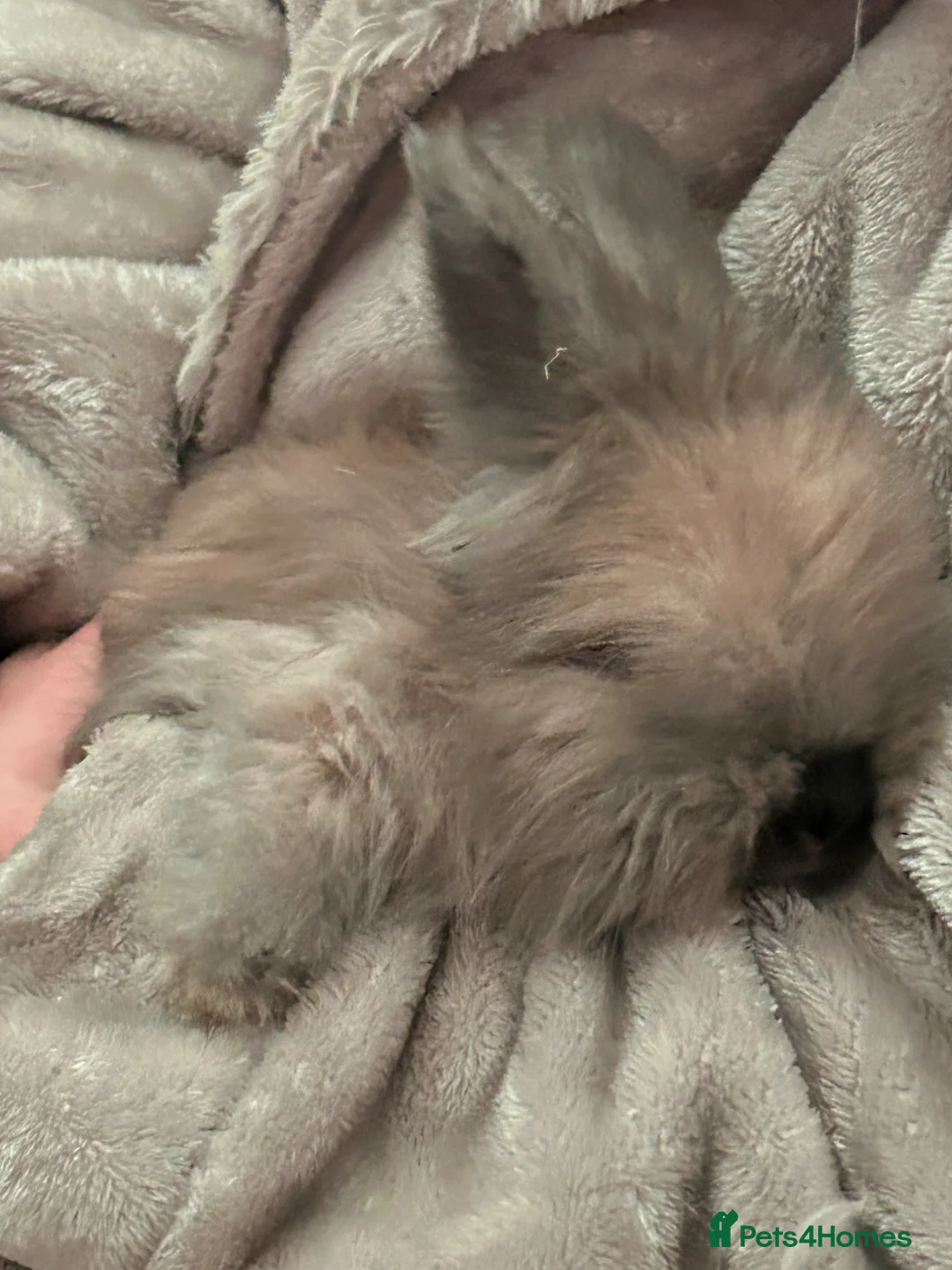 Mini Lop rabbits for sale: Adorable mini lops £85 - Advert 17