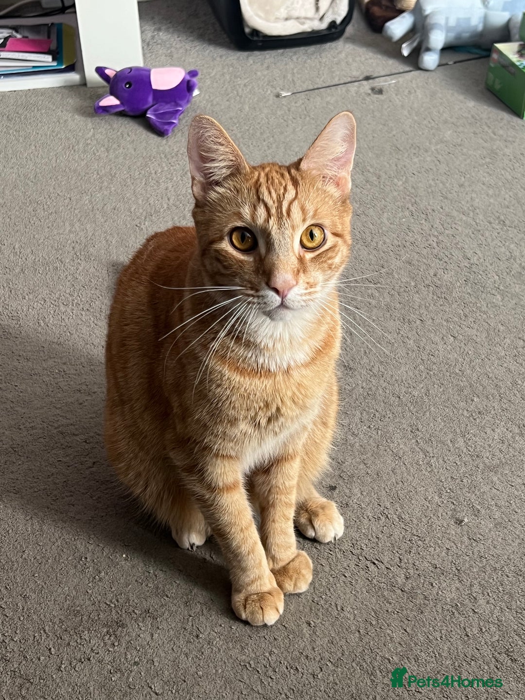 Mixed Breed birds for sale: 3-year-old cat looking for a new home - Advert 2