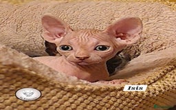 Sphynx cats for sale: Adorable Canadian Sphynx – Champion line - Image 13