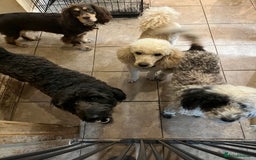 Bordoodle dogs for sale: BORDOODLE  neutered male  - Image 12