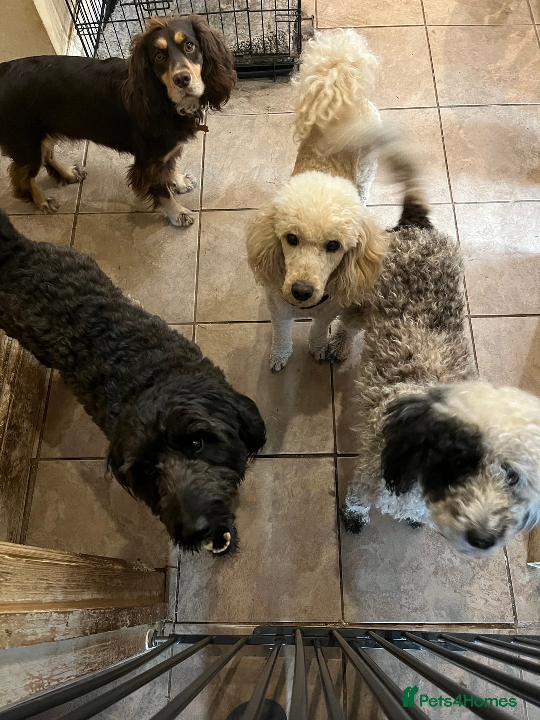 Bordoodle dogs for sale: BORDOODLE  neutered male  - Image 12