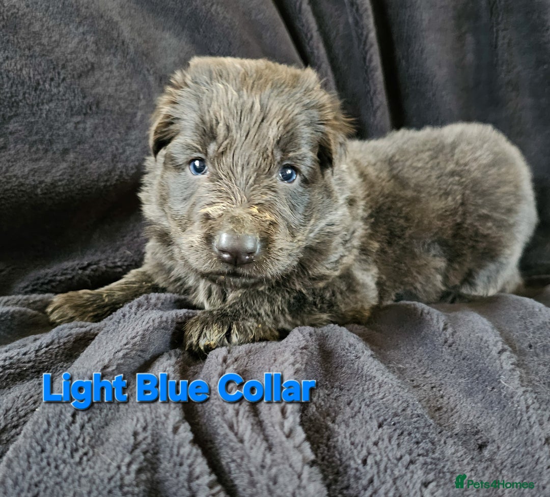 German Shepherd dogs for sale: 💠5 Beautiful healthy KC reg straight back GSP's💠 - Advert 30