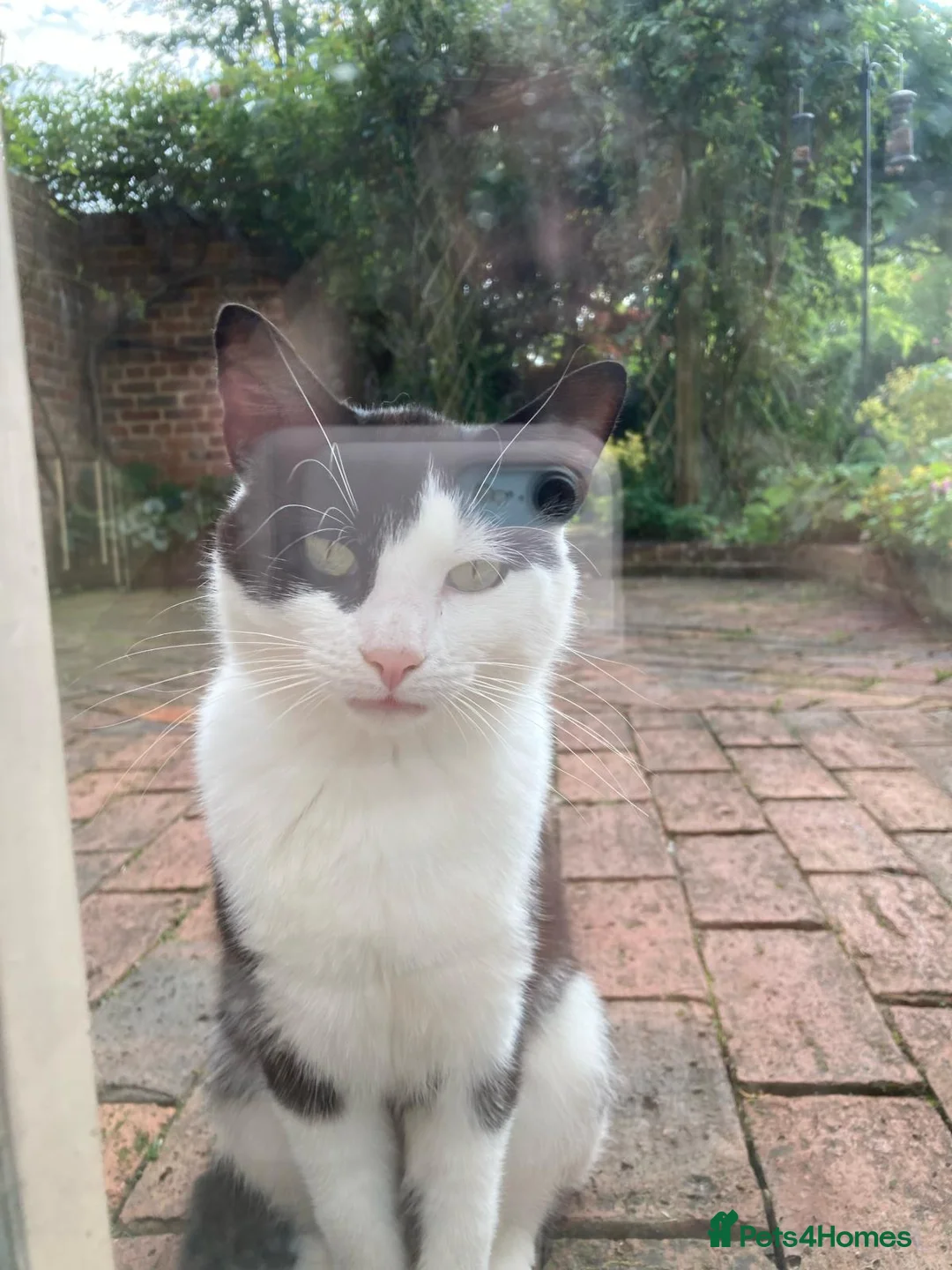 Domestic Shorthair cats for adoption: Handsome boy looking for the perfect forever home - Advert 2