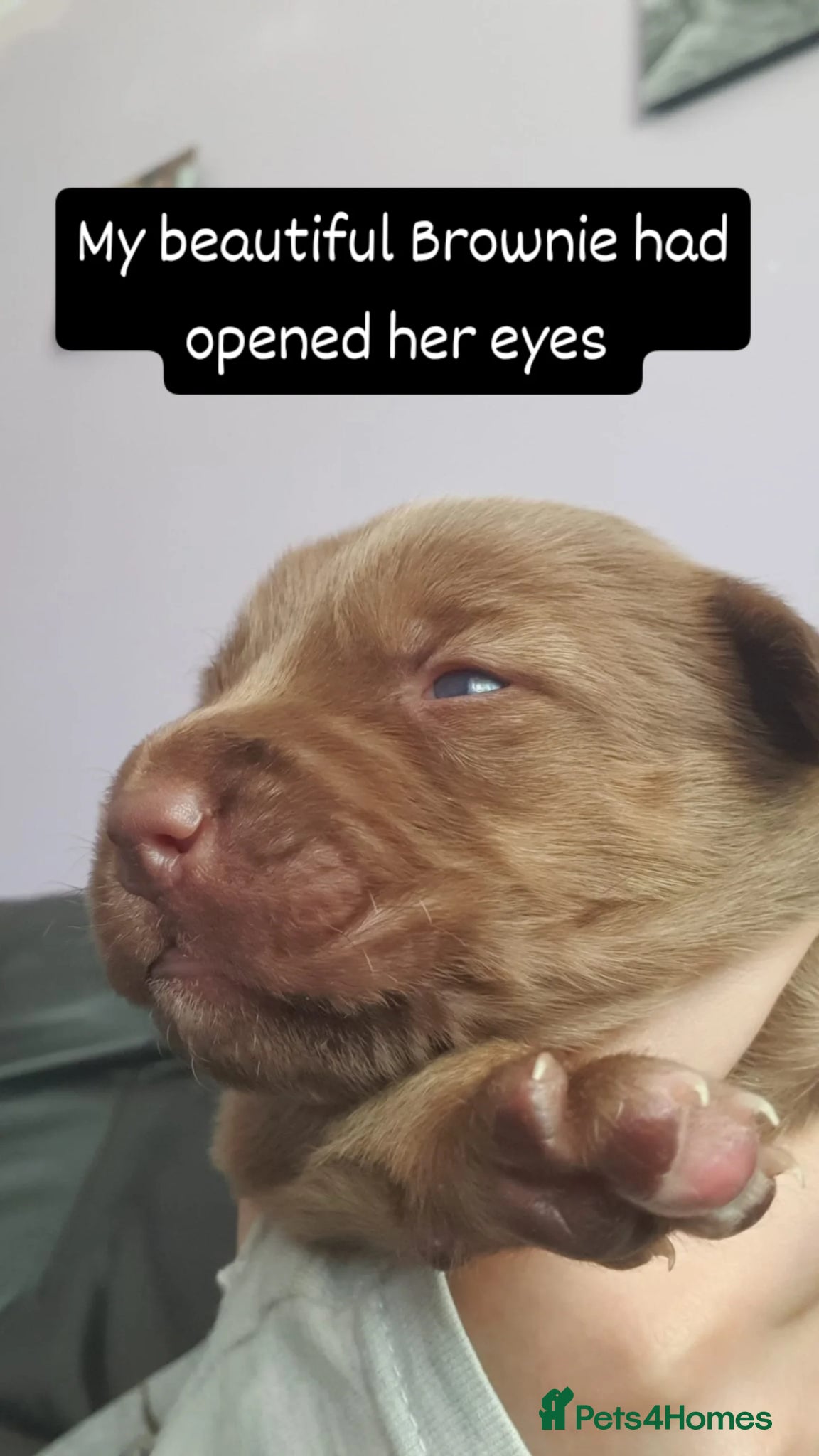 Mixed Breed dogs CANE COLLIE hybrid  - Advert 11