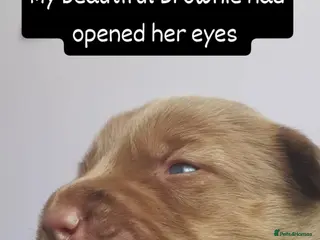 Mixed Breed dogs CANE COLLIE hybrid - Advert 11