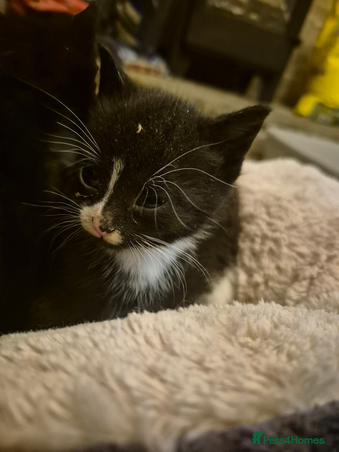 Mixed Breed cats for sale: Beautiful Kittens looking for forever homes  - Image 7