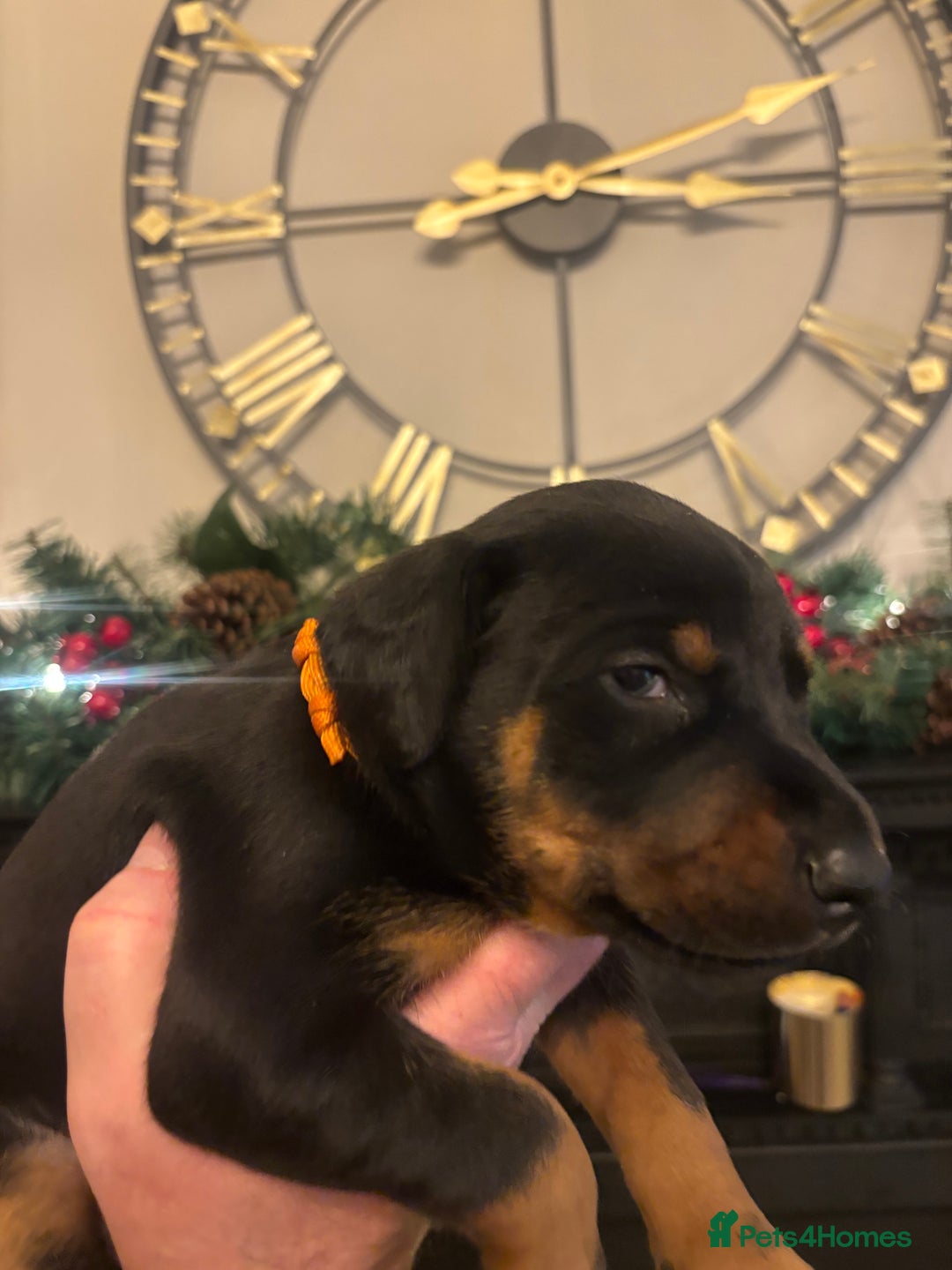 Dobermann dogs for sale: Beautiful chunky Dobermans puppies  - Advert 8