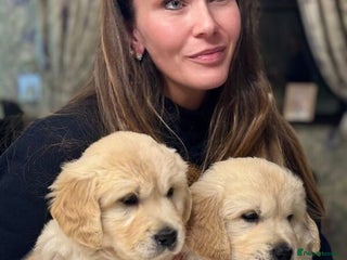 Golden Retriever dogs Golden Retriever puppies Ready - Advert 1