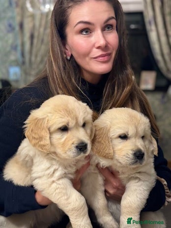 Golden Retriever dogs Golden Retriever puppies Ready - Advert 1