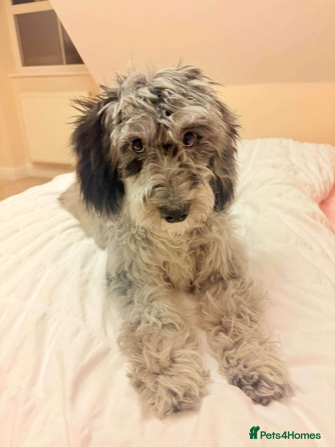 Cockapoo dogs for sale: Beautiful, gentle, fully-trained Merle Cockapoo - Advert 5