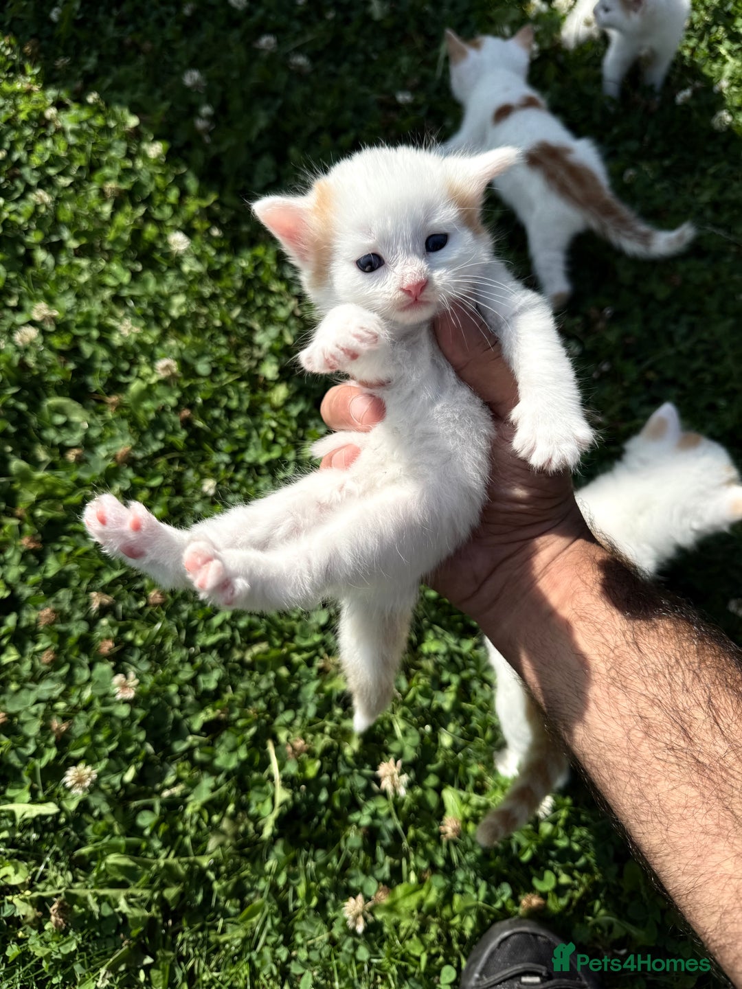 Mixed Breed cats for sale: A kitten - Image 5
