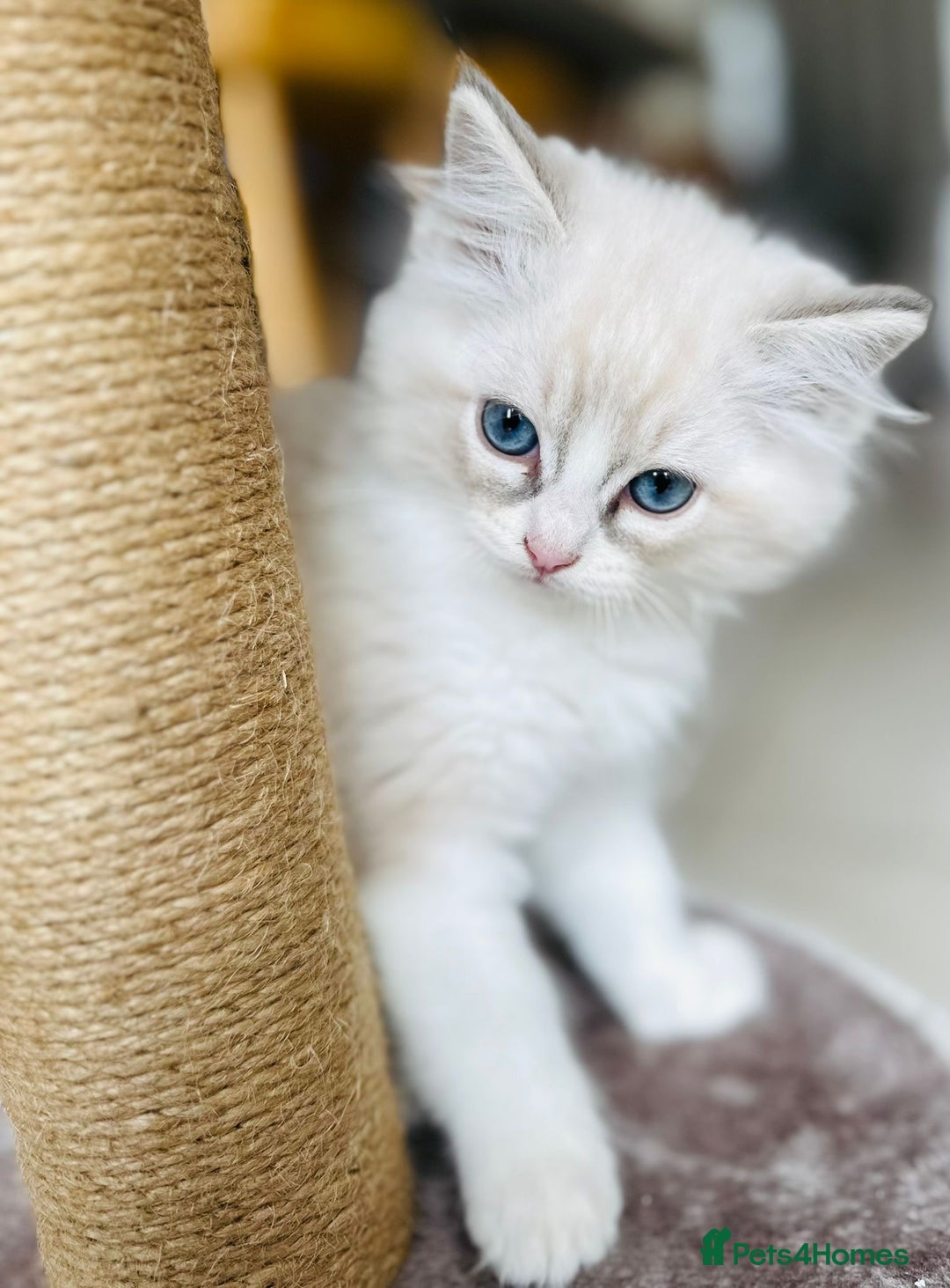 Ragdoll cats for stud: TICA RAGDOLL STUD CAT FOR SALE GRAND EUR CHAMP BL! - Image 17