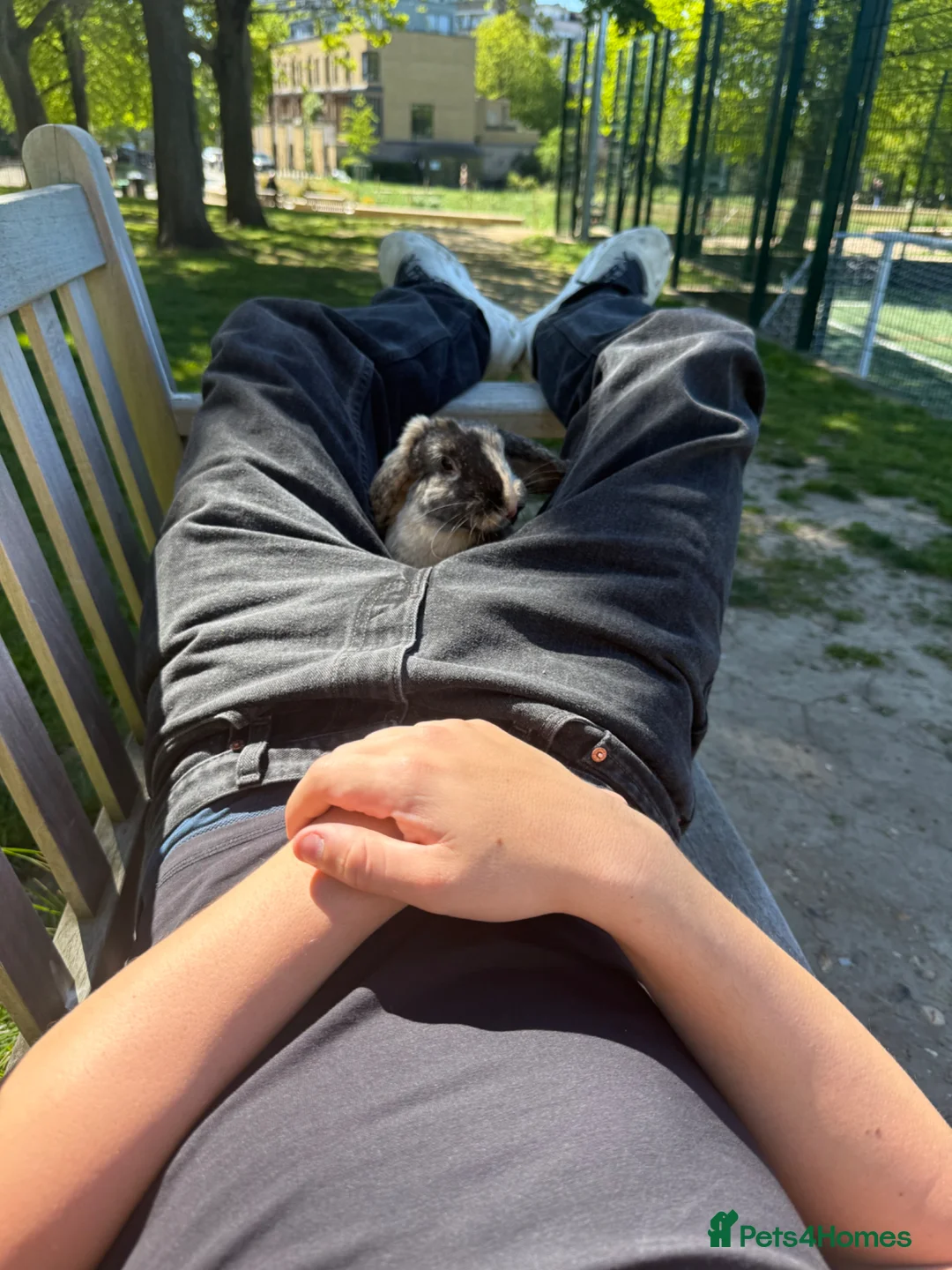 French Lop rabbits for sale: French Lop female bunny in London - Advert 5