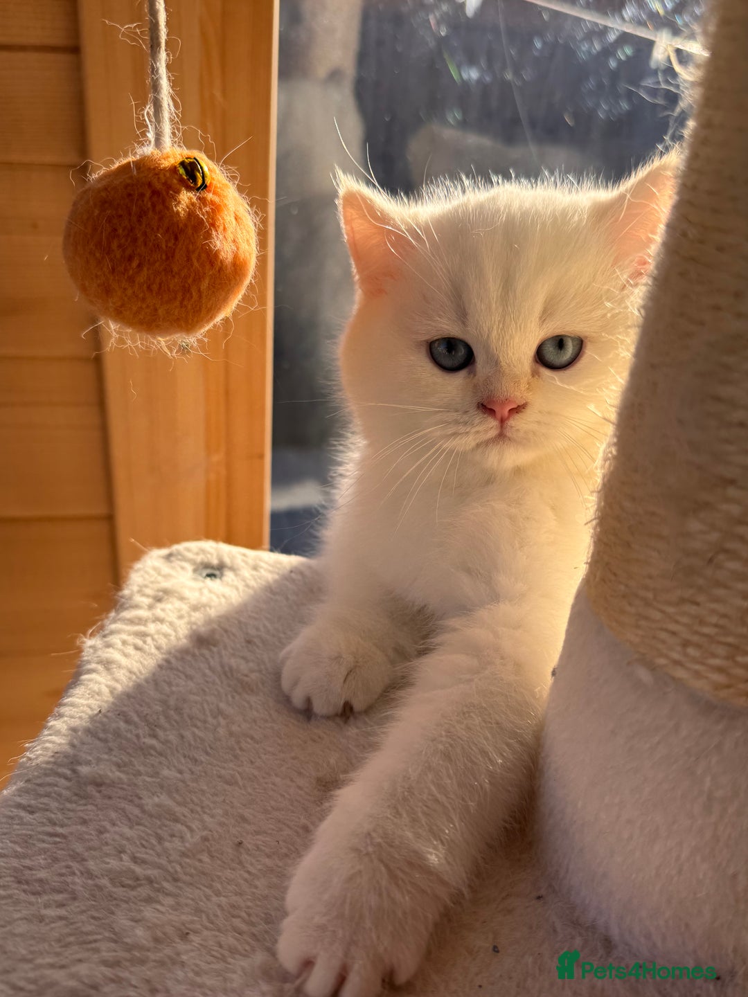 British Shorthair cats for sale: Adorable Pure White British Short Hair Kittens! - Advert 5