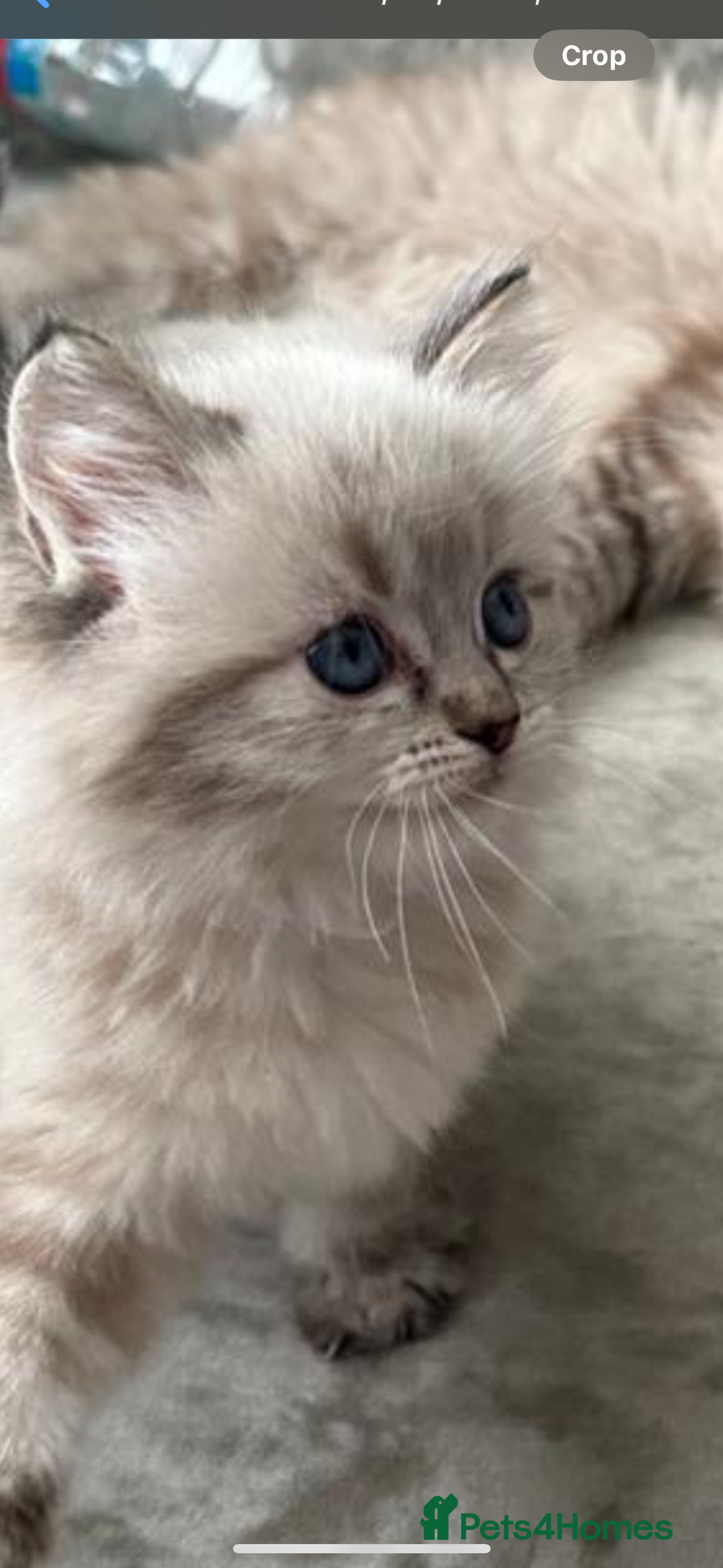 Ragdoll cats for sale: 🌼GCCF waiting list now open for spring babies 🌼 - Advert 17