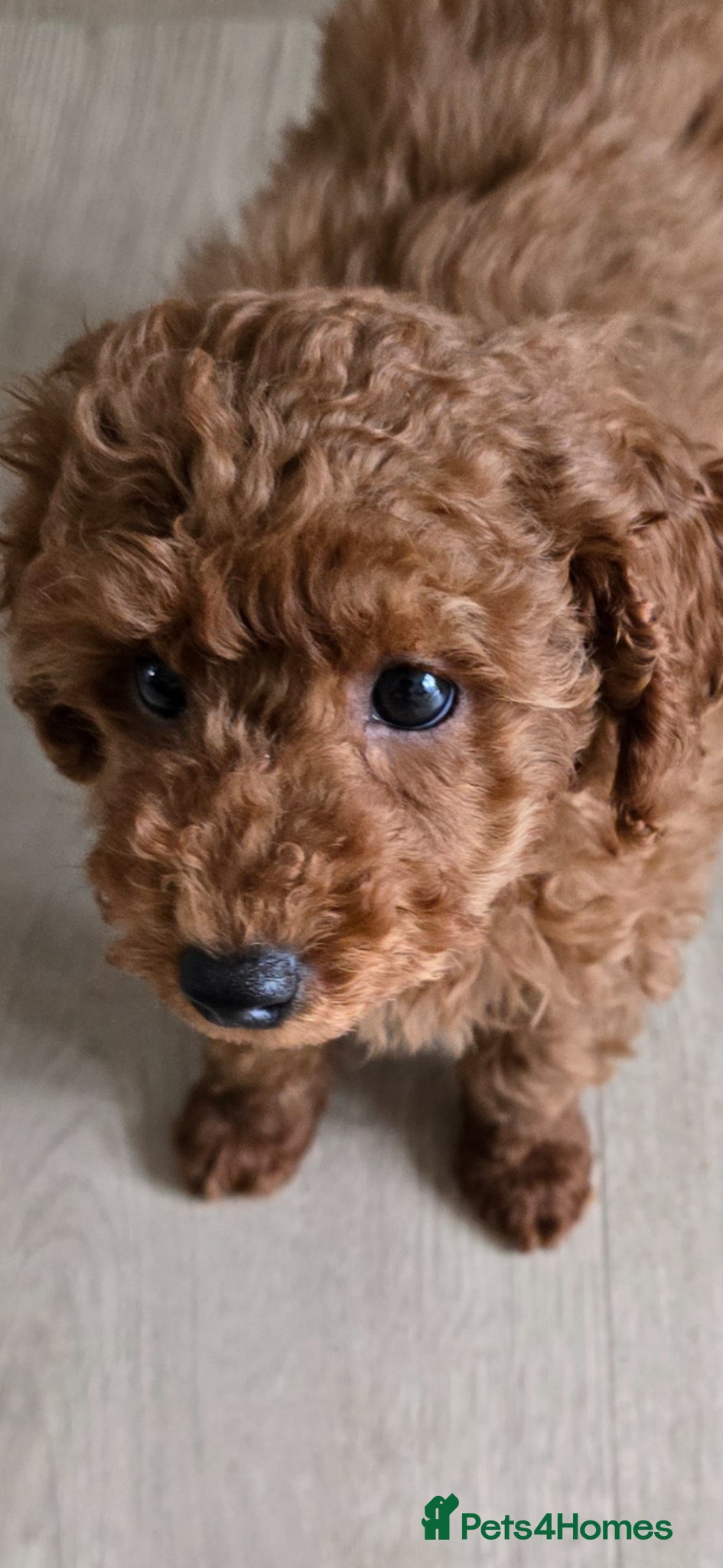 Toy Poodle dogs Beautiful red toy poodle boy - Advert 1