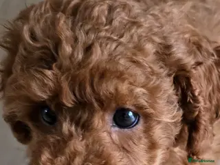 Toy Poodle dogs Beautiful red toy poodle boy - Advert 1