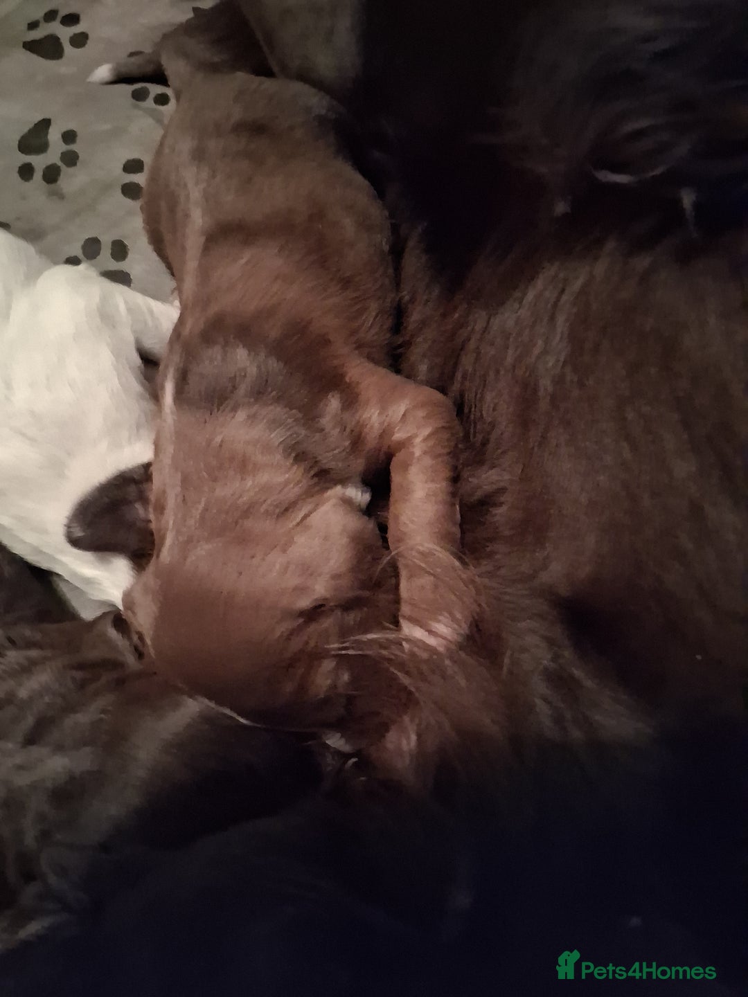 Cocker Spaniel dogs for sale: Cocker Spanial Puppies - Image 4