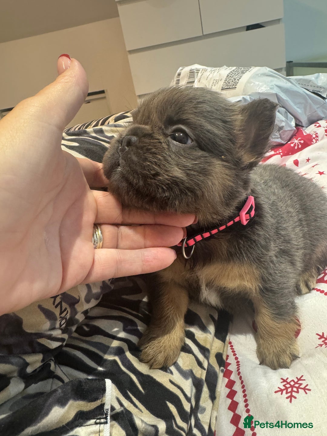 French Bulldog dogs for sale: Outstanding Frenchie pups  - Advert 22