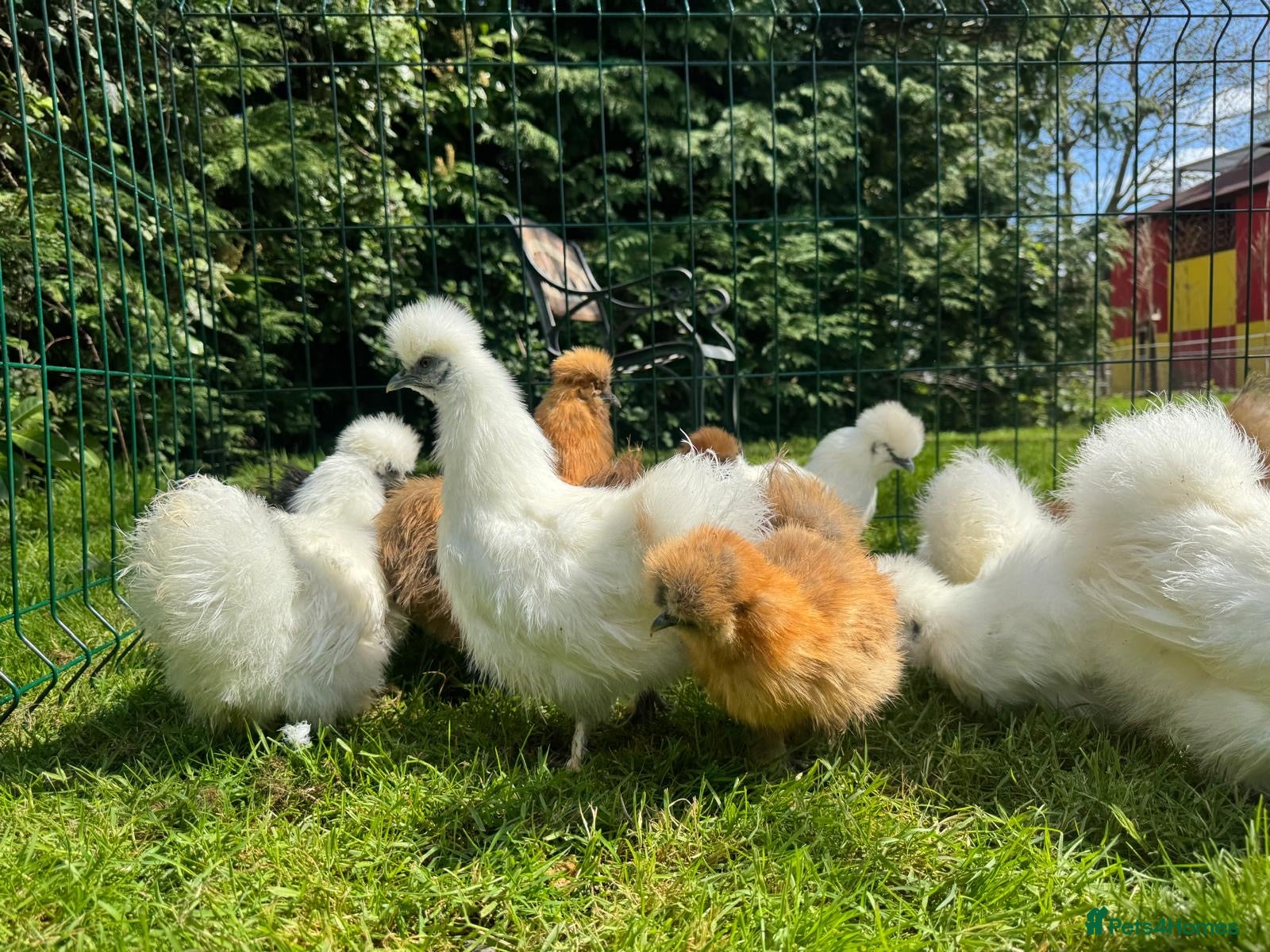 Chickens poultry Silkie hens - Advert 1