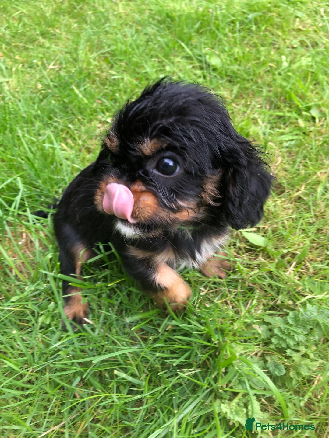 Cavalier King Charles Spaniel dogs for sale: Cavalier King Charles puppies  - Advert 2
