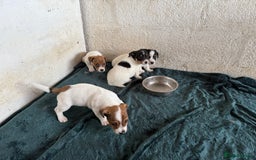 Jack Russell dogs for sale:  Jack Russell puppies ready now  - Image 6