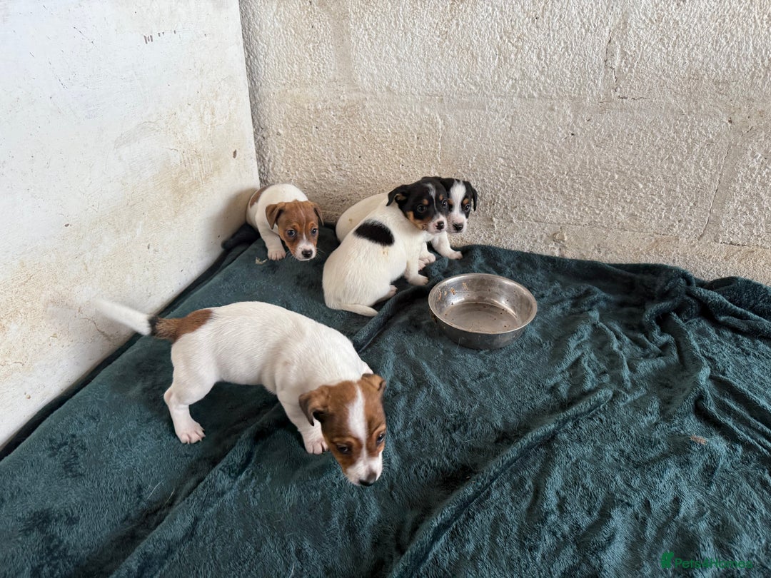 Jack Russell dogs for sale:  Jack Russell puppies ready now  - Image 6